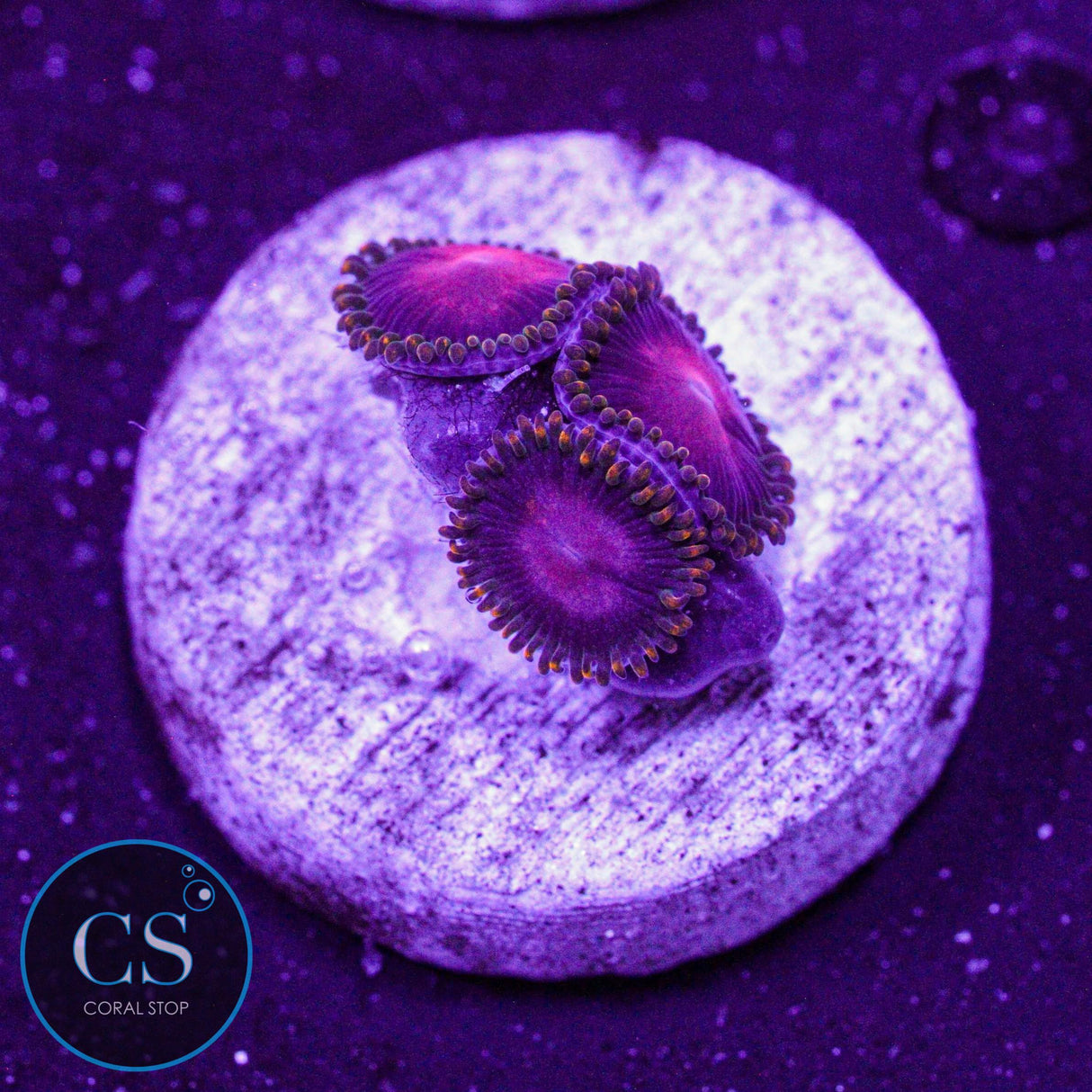 KH Sunburst Zoa