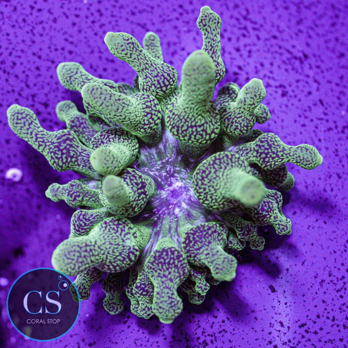 Green Bubble Tip Anemone