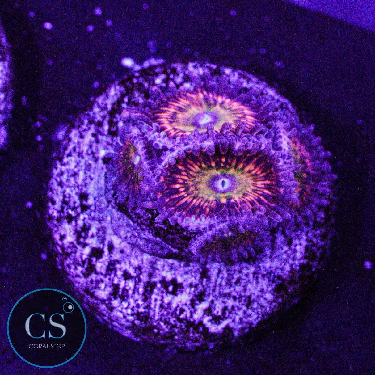 CB Krak God Zoa