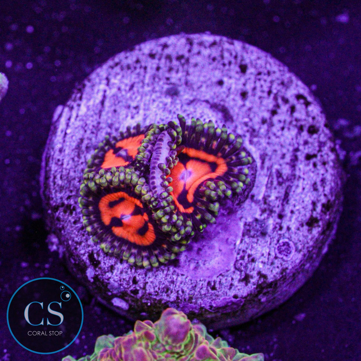 Reverse Hallucination Zoa
