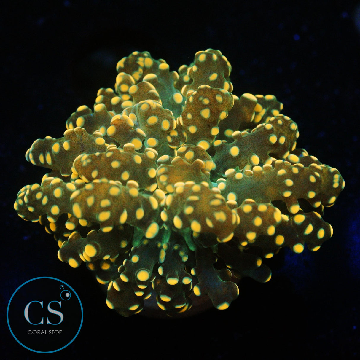 ORANGE YAEYAMAENSIS