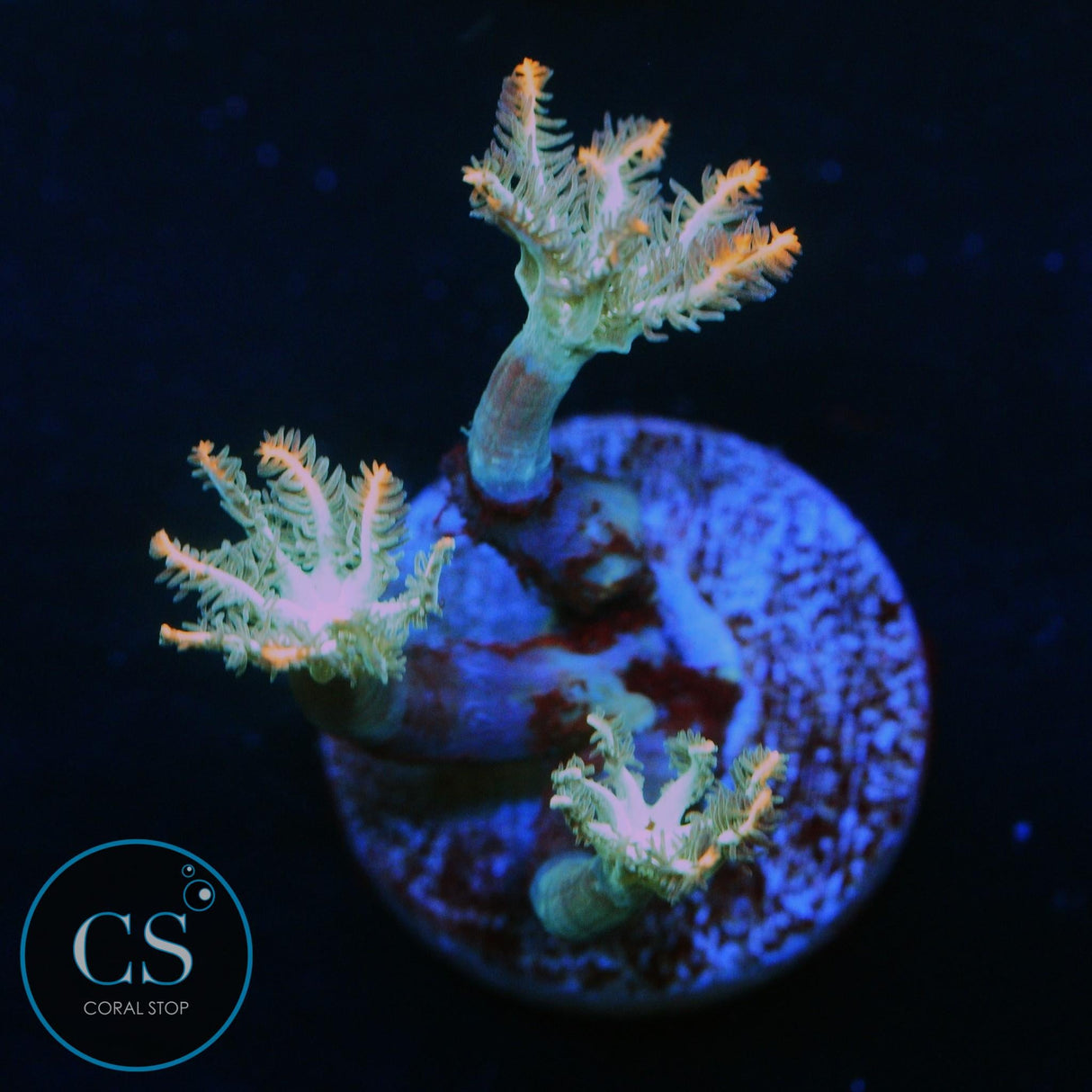 WWC FIREWORKS CLOVE POLYPS