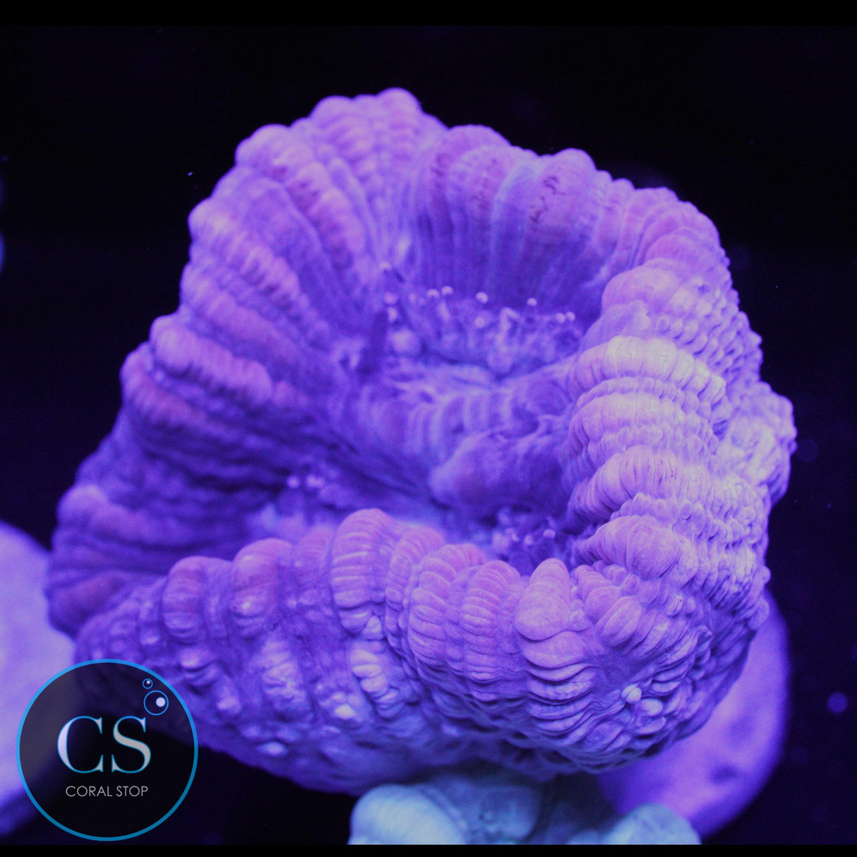 REEF BUILDERS XL PURPLE CANDY CANE