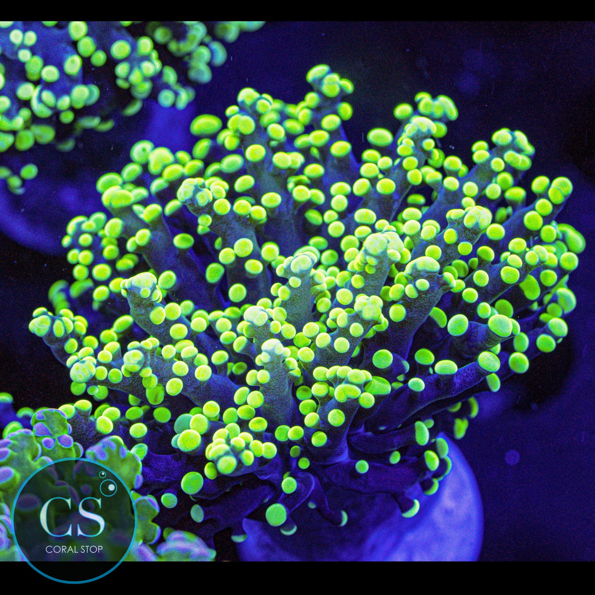 Yellow Yaeyamaensis