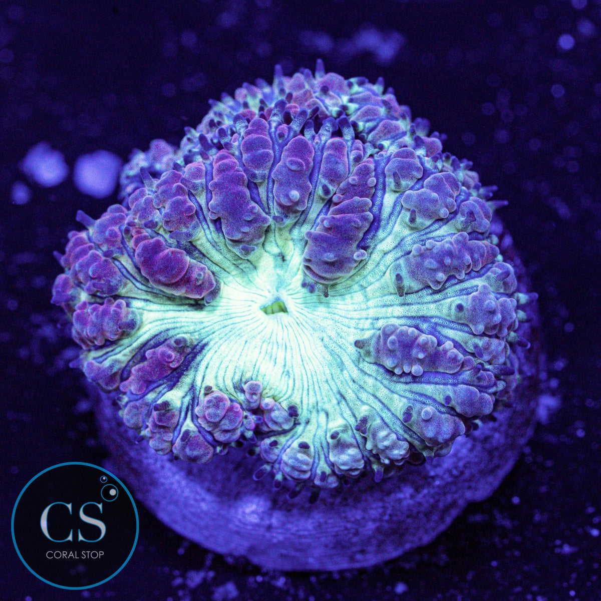 Purple Blastomussa