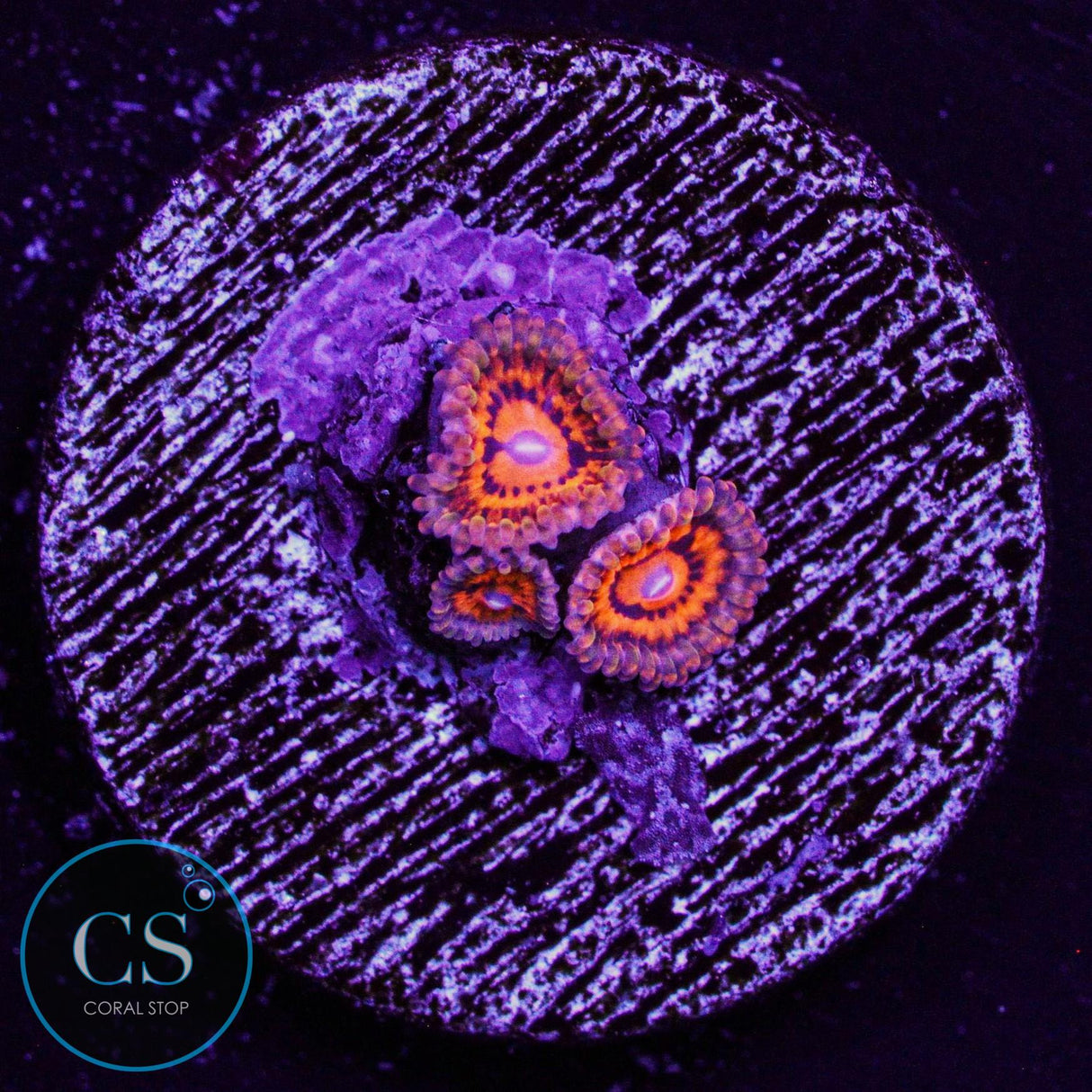 Nightmare 2.0 Zoa