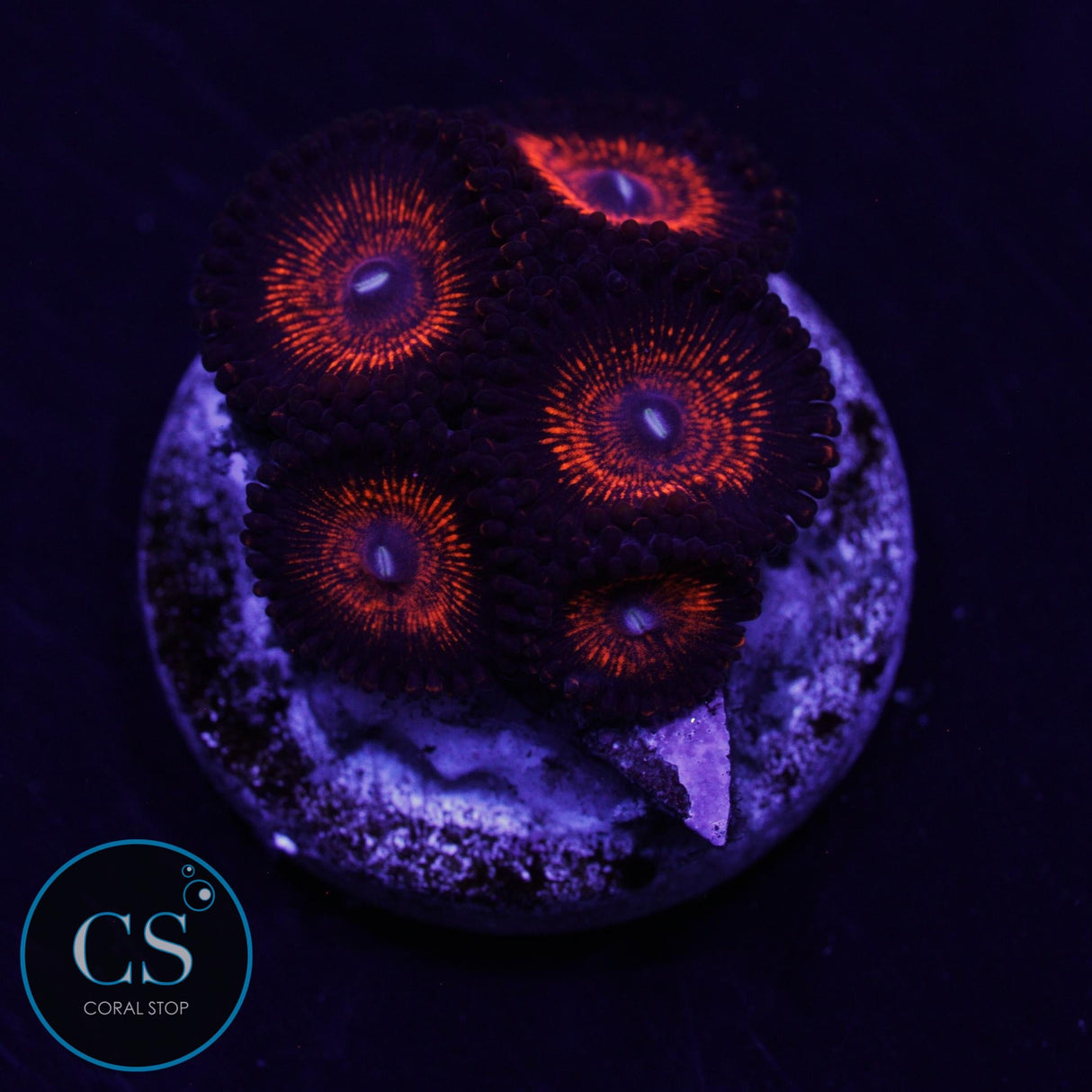 CAMPFIRE ZOA