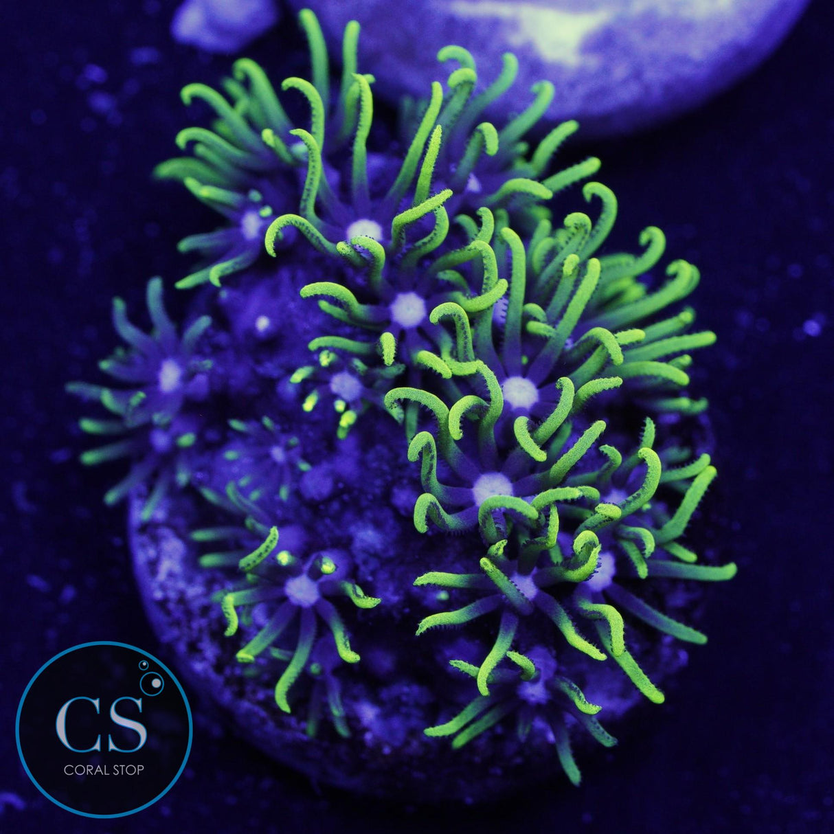 GREEN STAR POLYPS (GSP)