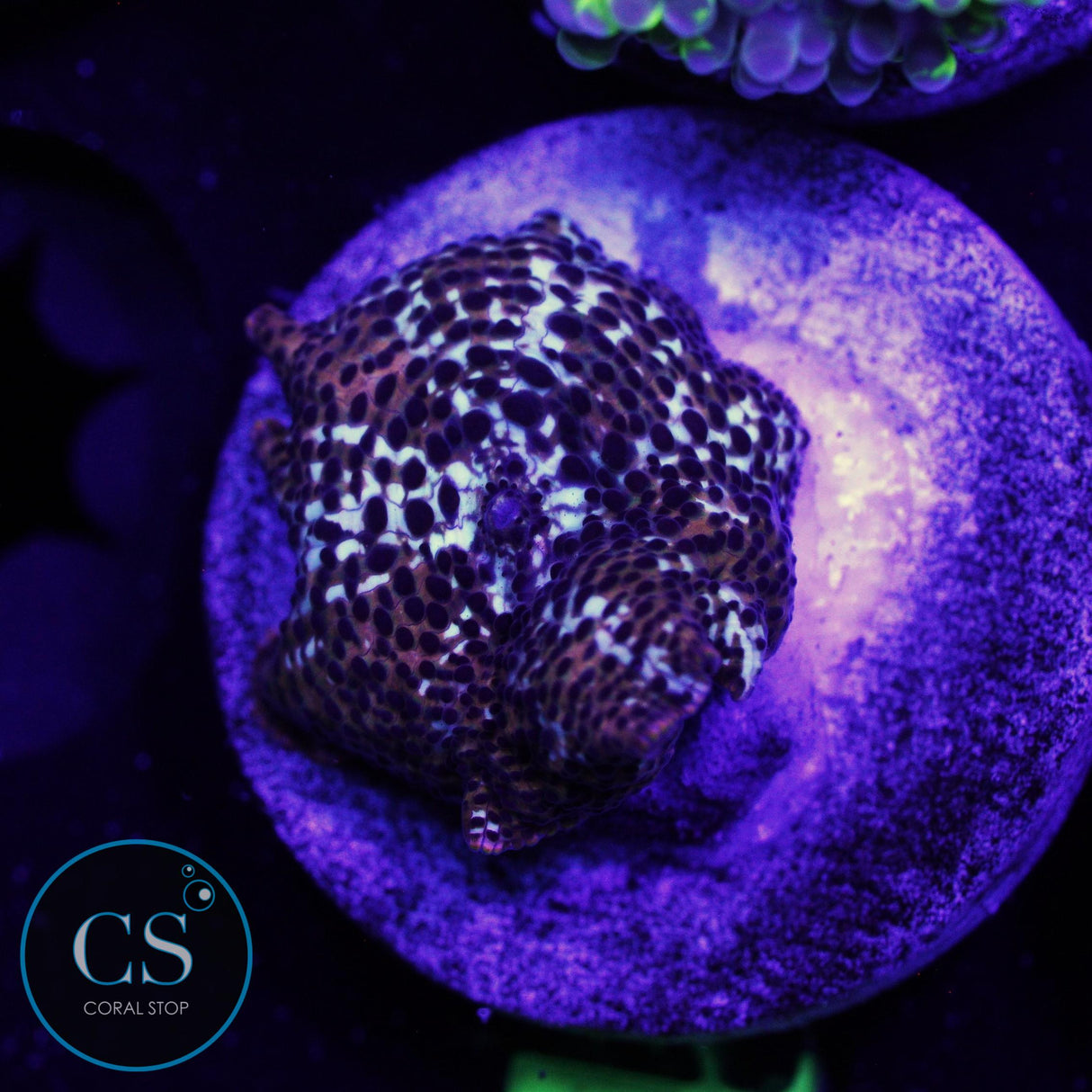 LEOPARD DISCO MUSHROOM