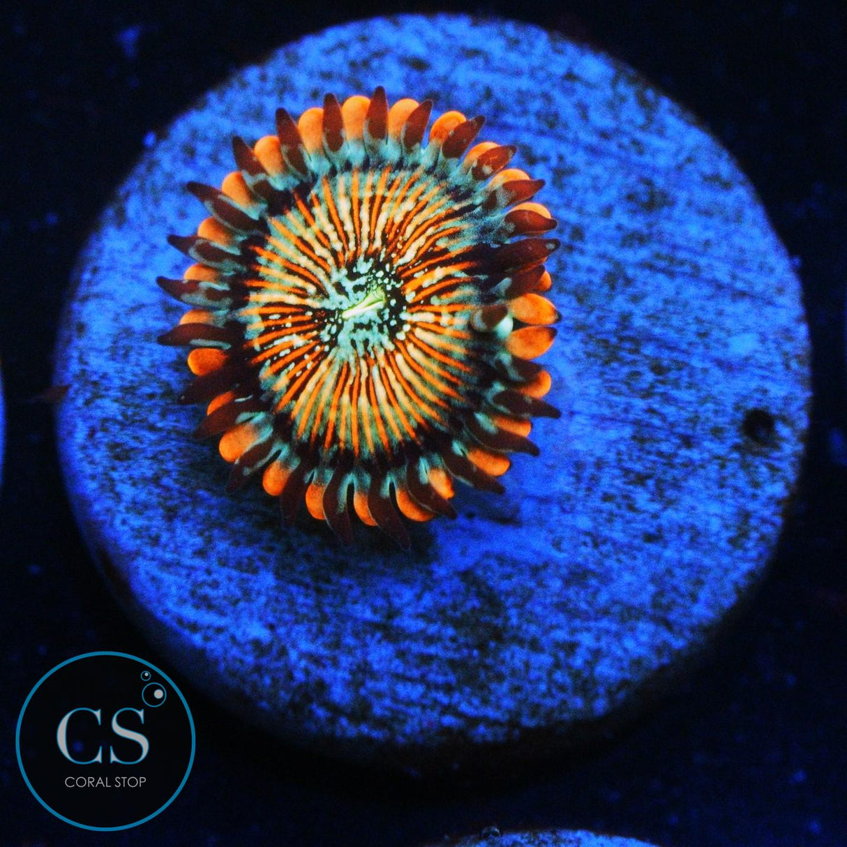 CB WHITE ZOMBIES ZOA