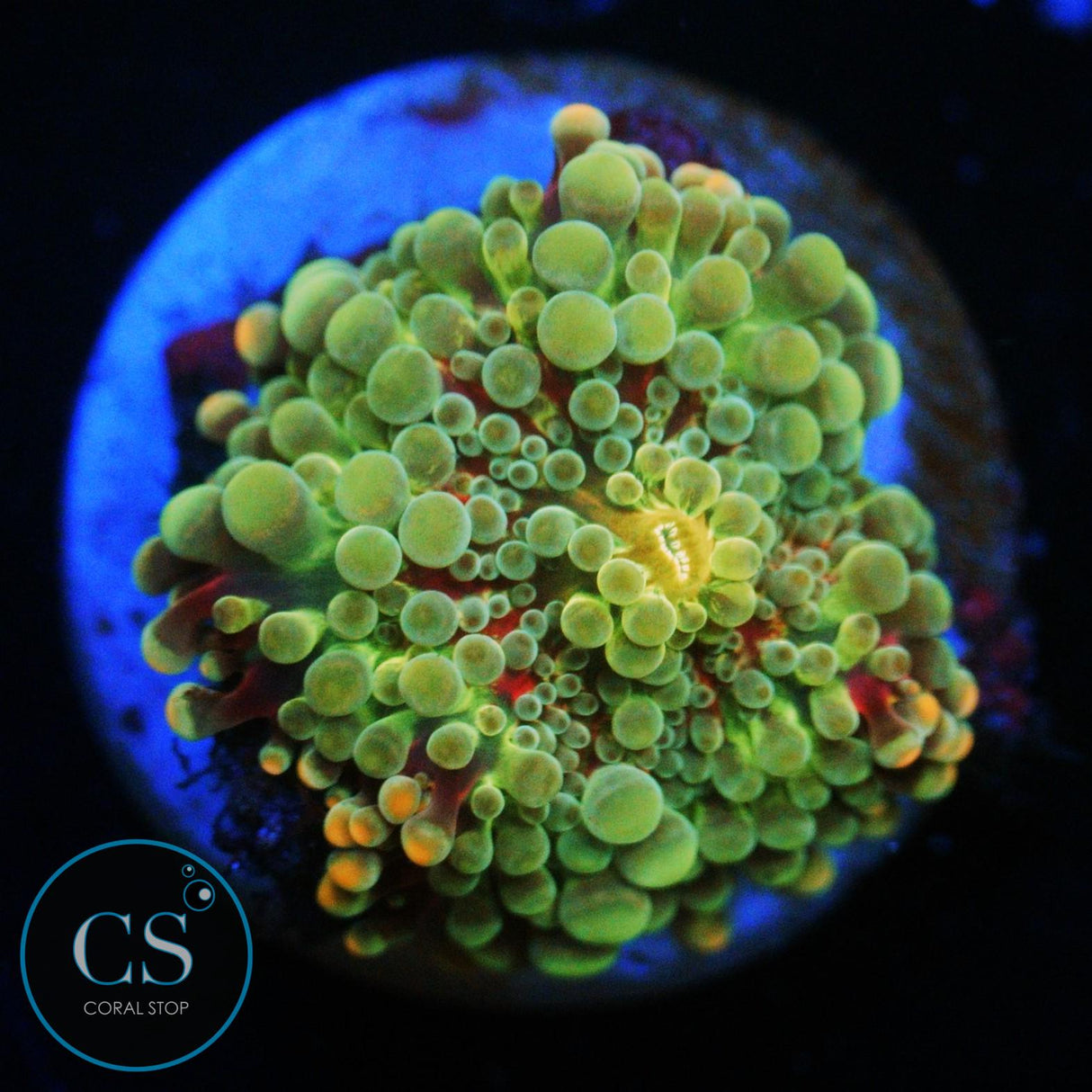 RAINBOW MALAYSIAN YUMA MUSHROOM