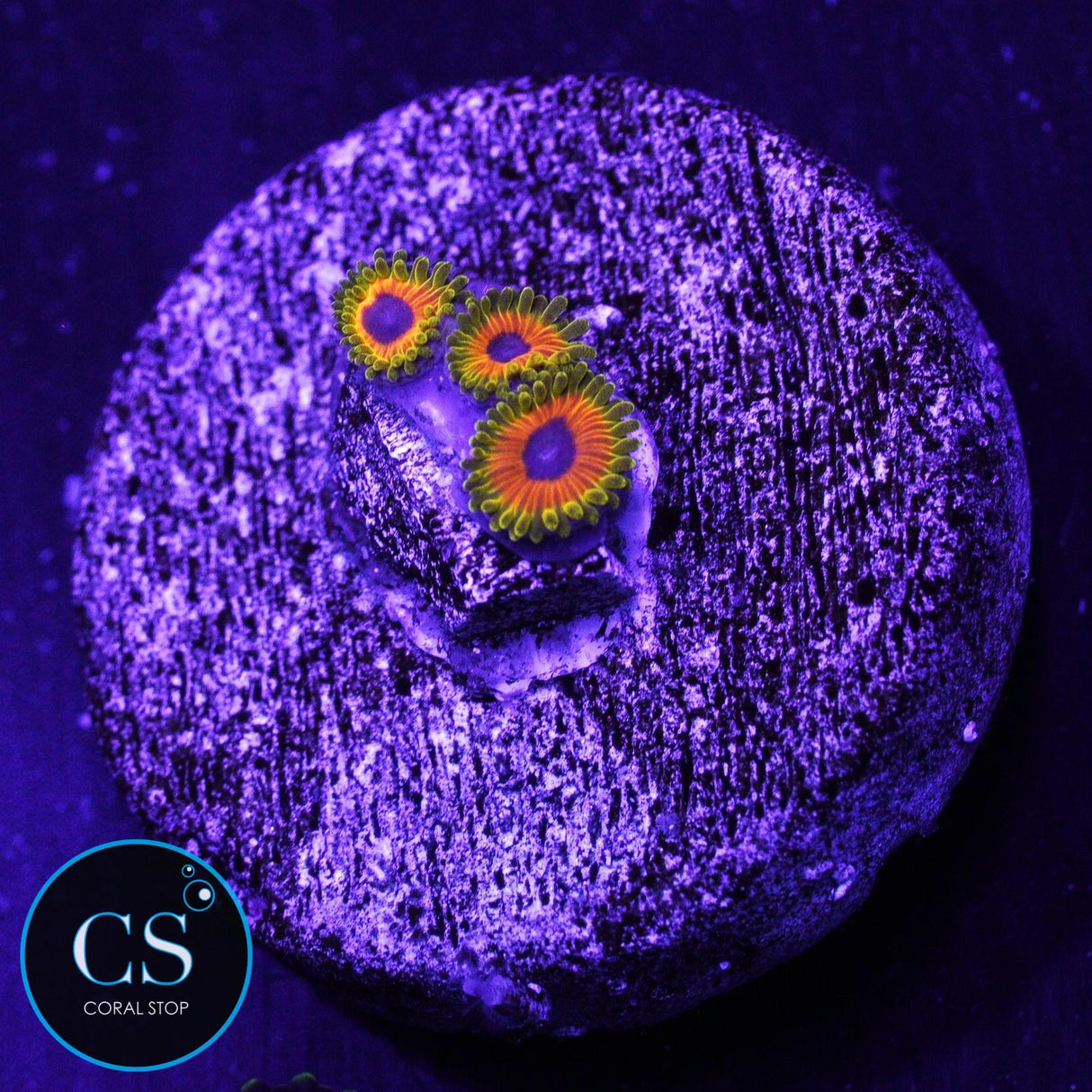 Great Owl Zoa