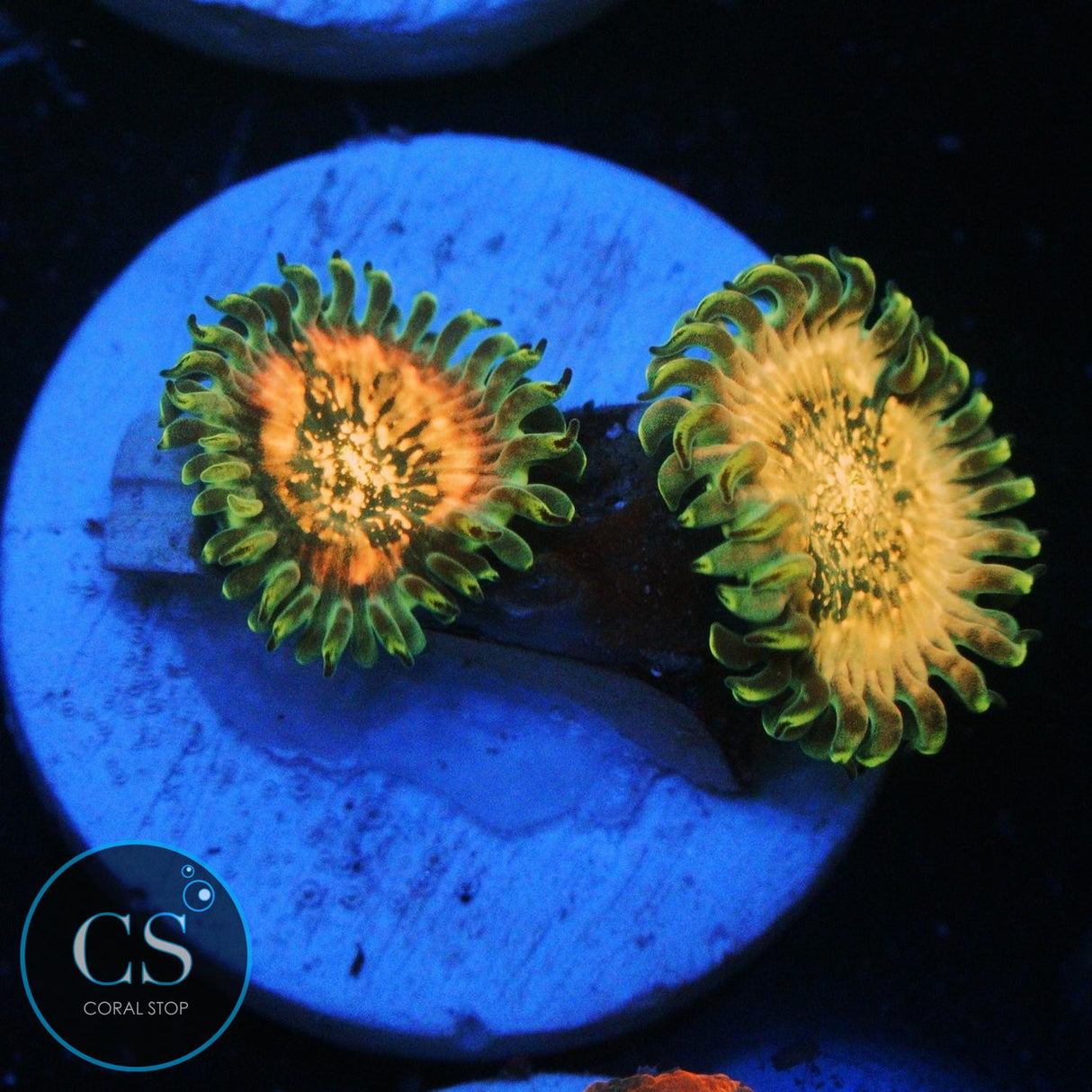 HAWAIIAN DING DANG ZOA