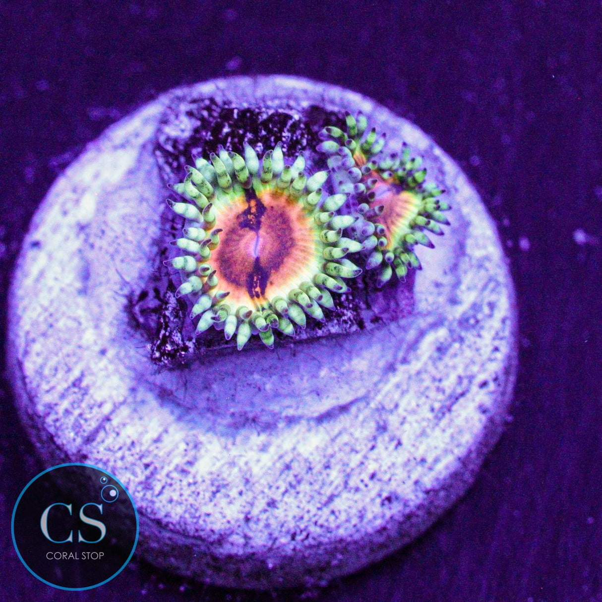 JF Bloodshot Zoa