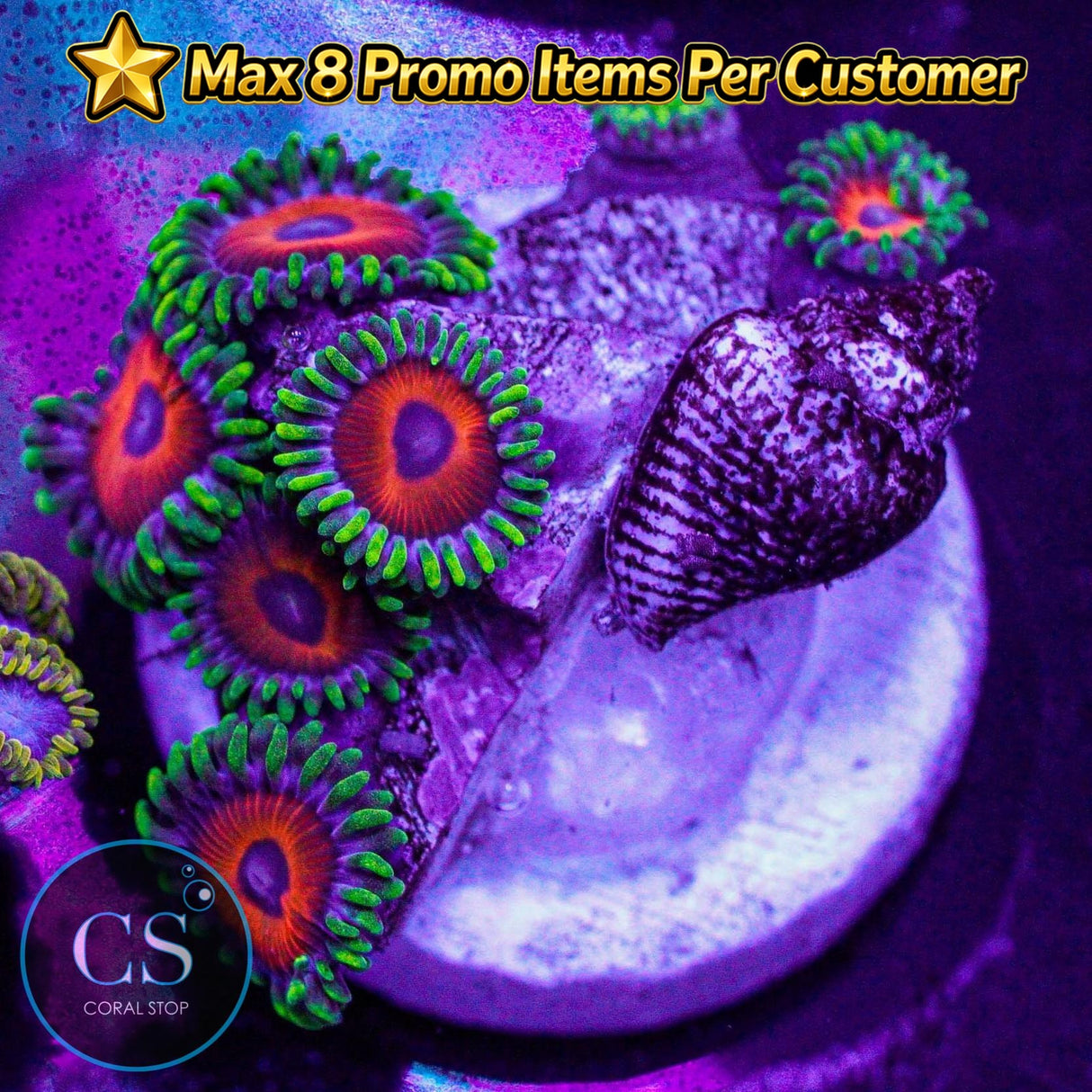 Whammin' Watermelon Zoa