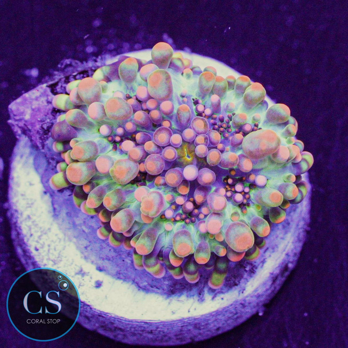 Godzilla Bounce Mushroom