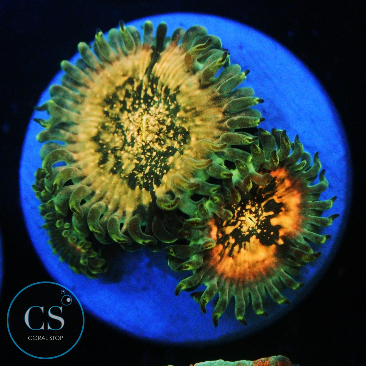 HAWAIIAN DING DANG ZOA