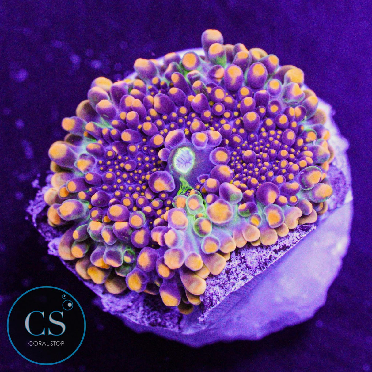 Godzilla Bounce Mushroom