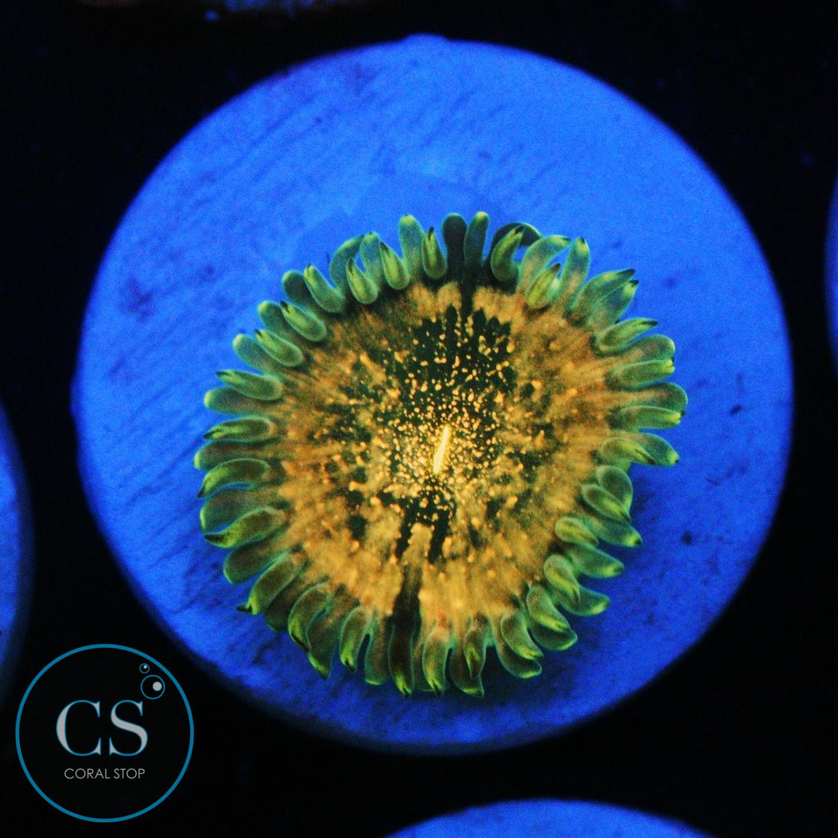 HAWAIIAN DING DANG ZOA