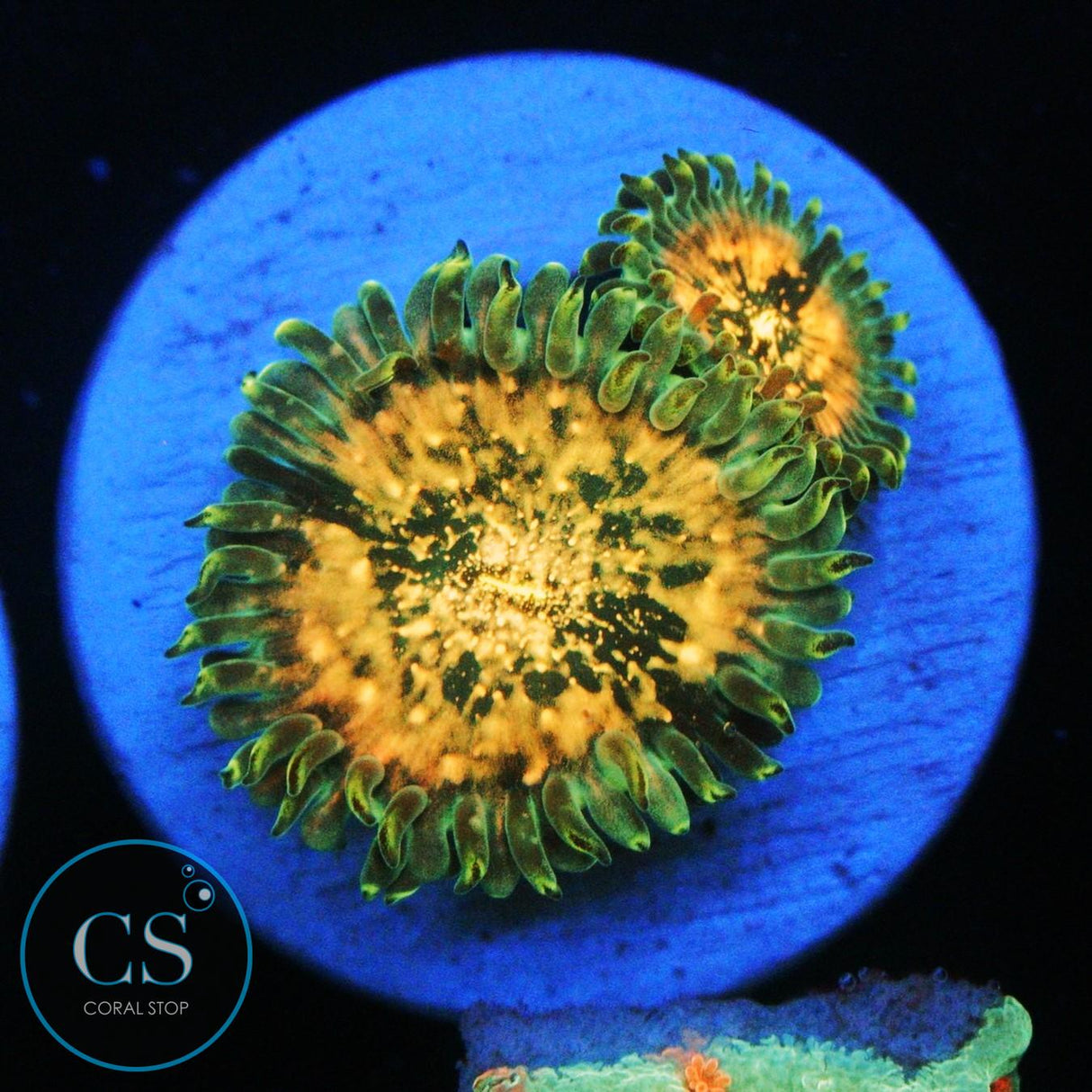 HAWAIIAN DING DANG ZOA