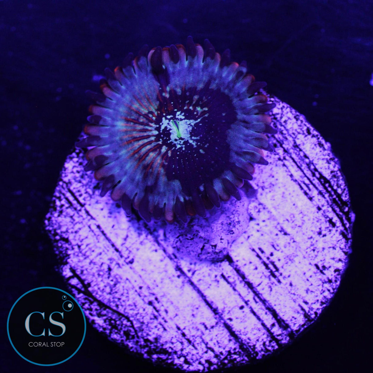 CB White Zombies Zoa