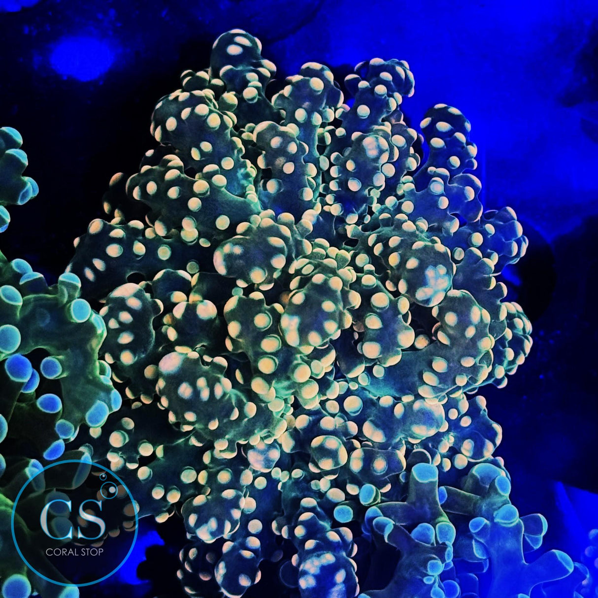 MIAMI HURRICANE YAEYAMAENSIS