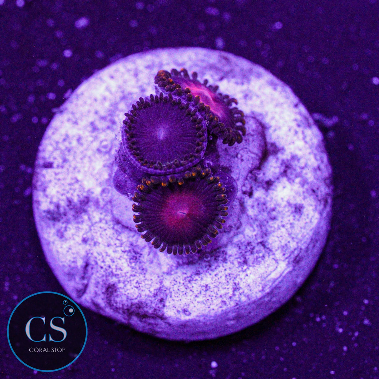 KH Sunburst Zoa