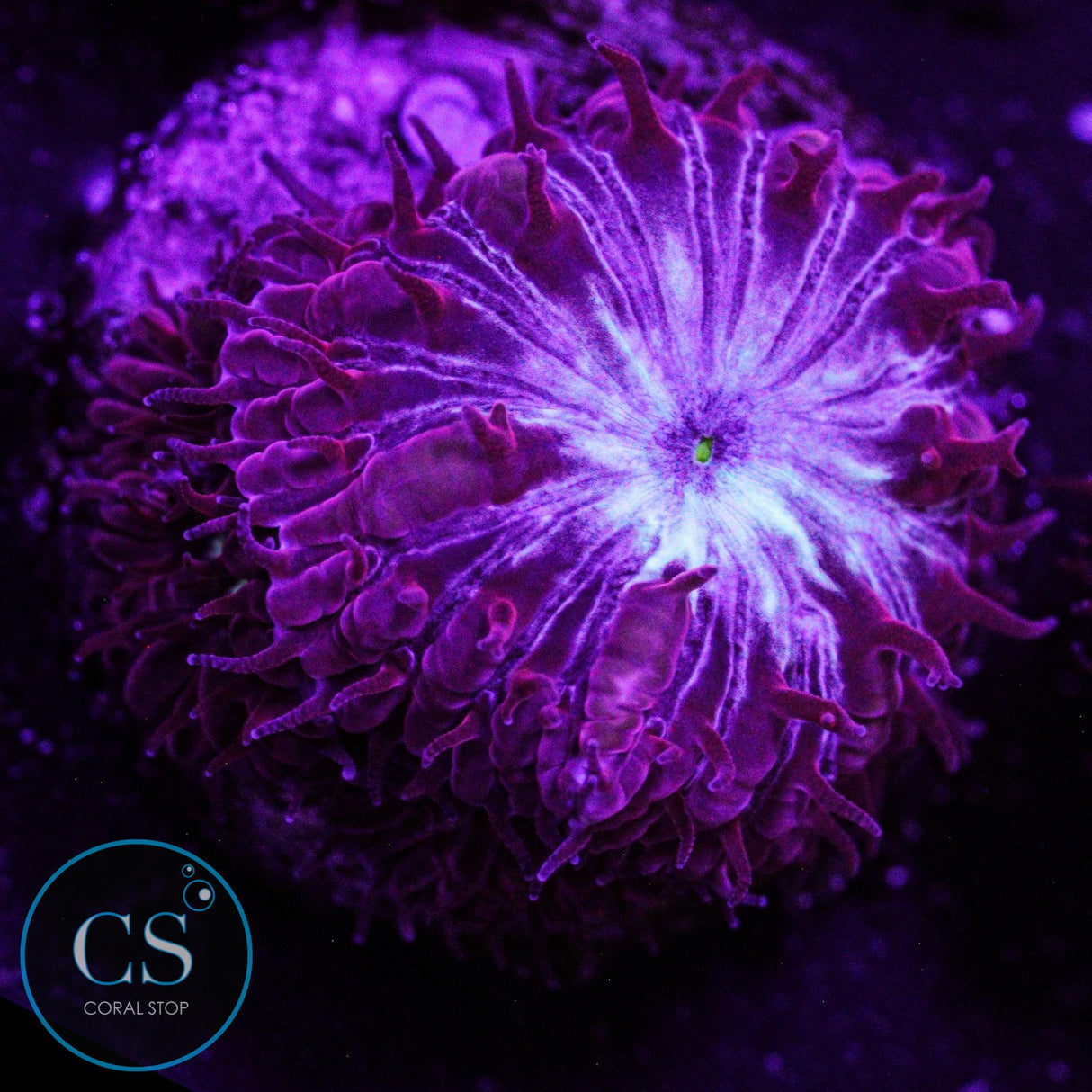 CS Midnight Ice Blastomussa Merletti