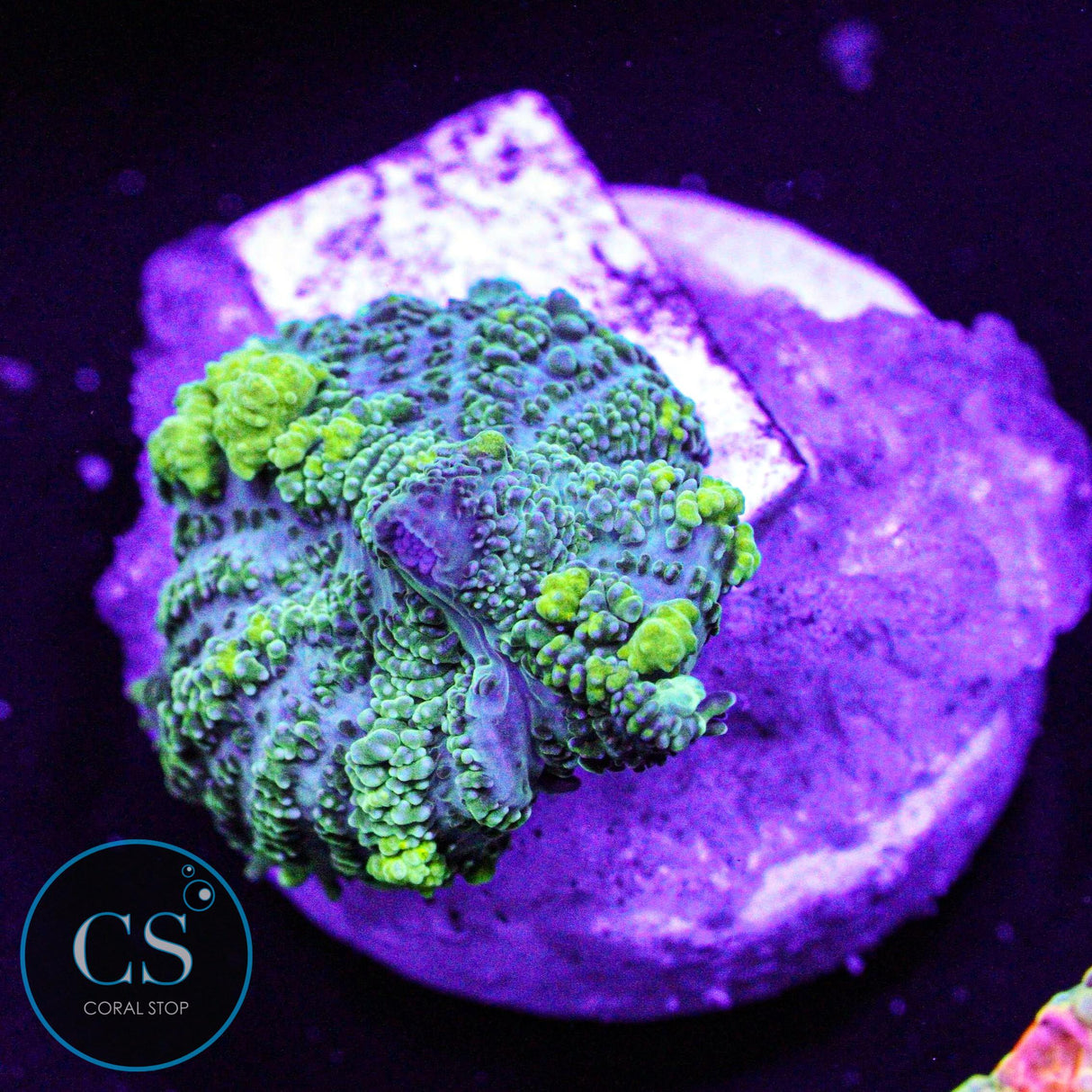 Hulk Bounce Mushroom