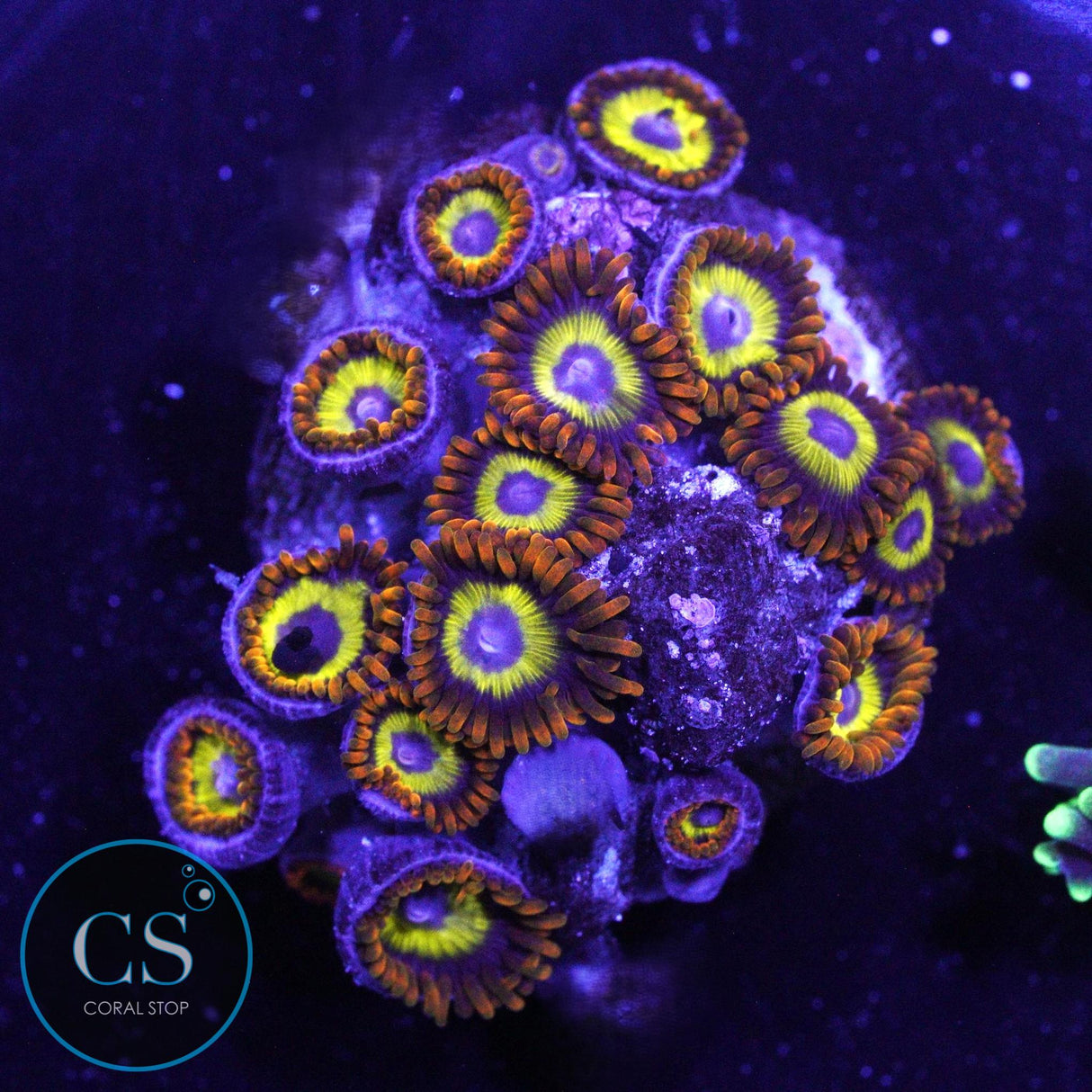 FRUIT LOOPS ZOA