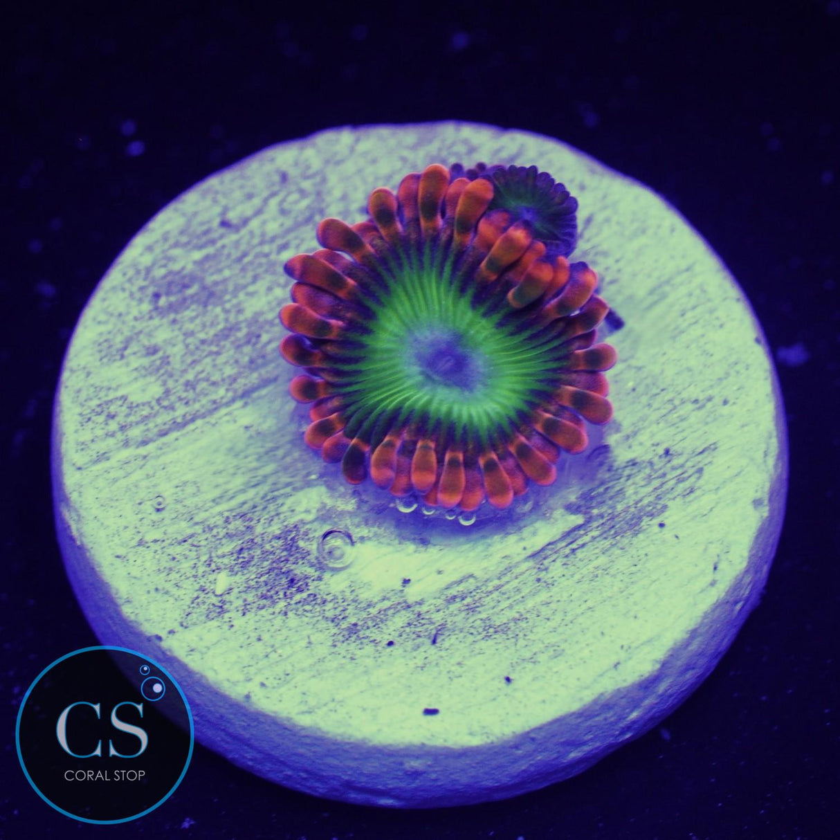 ELECTRIC OOMPA LOOMPA ZOA