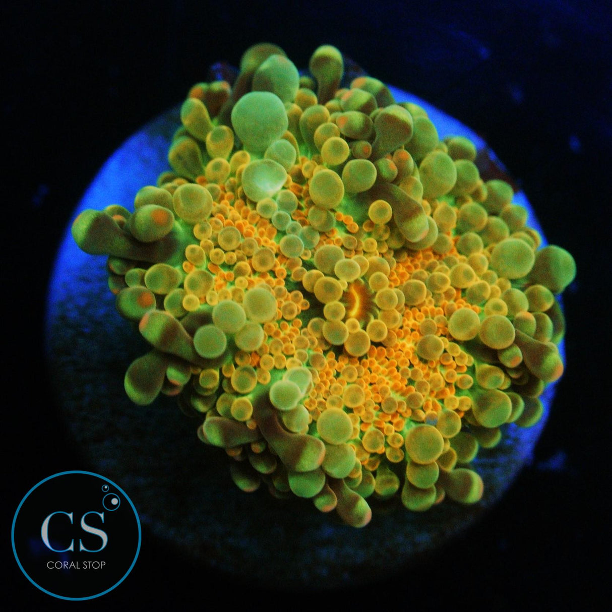 RAINBOW MALAYSIAN YUMA MUSHROOM