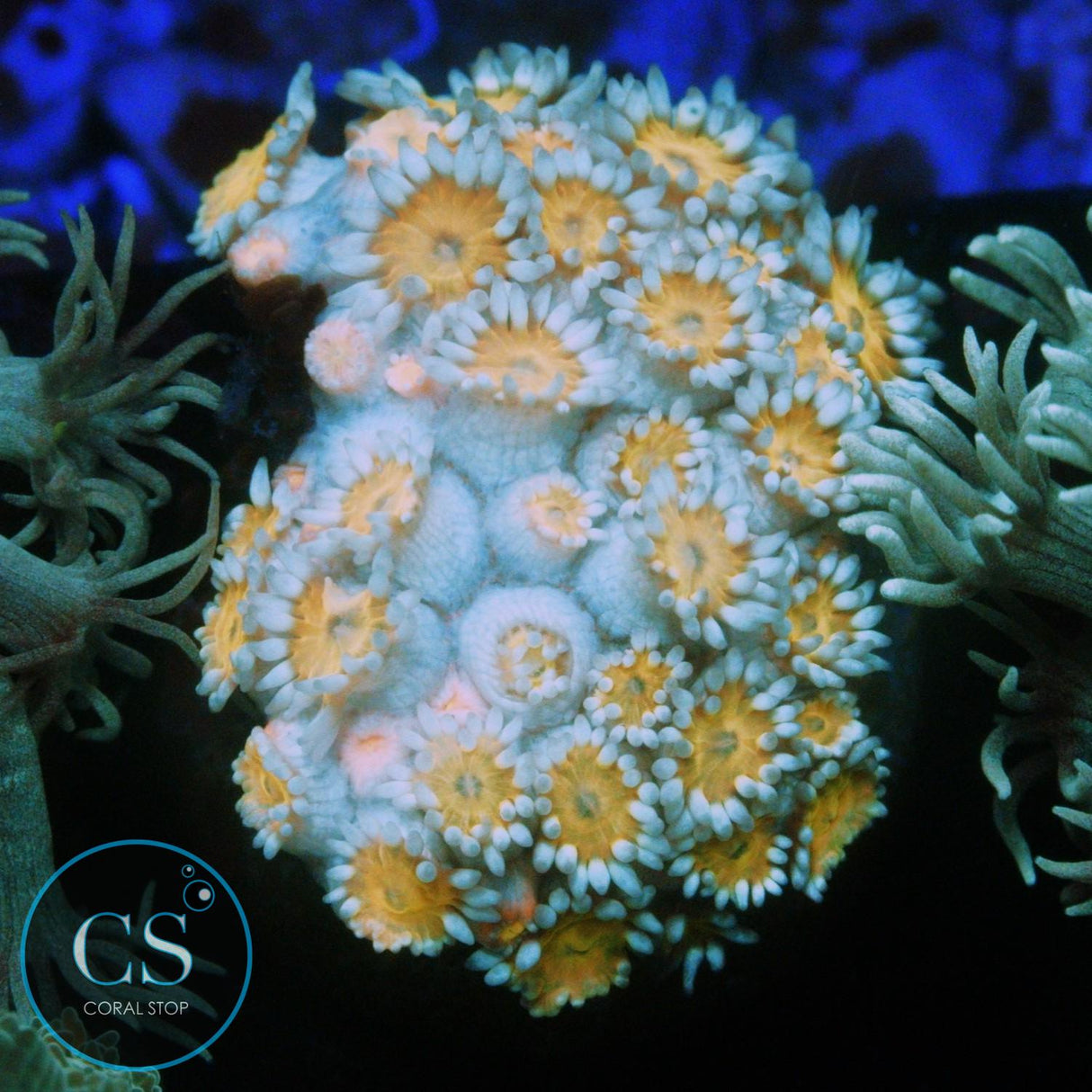 ELECTRIC DAISY GONI