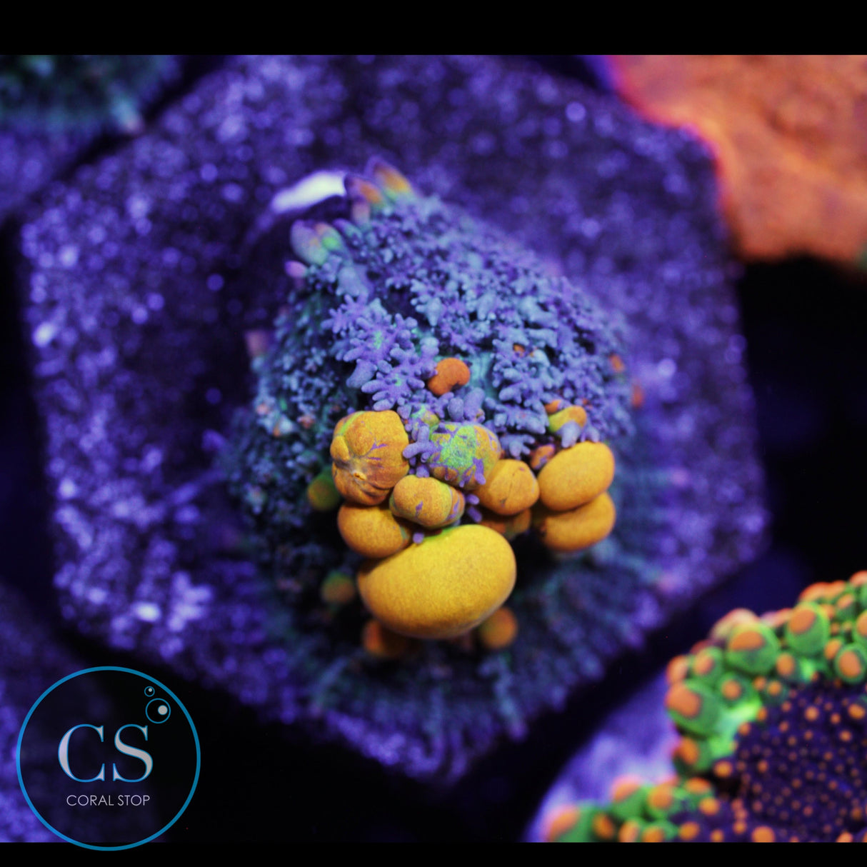 WWC OG BOUNCE MUSHROOM