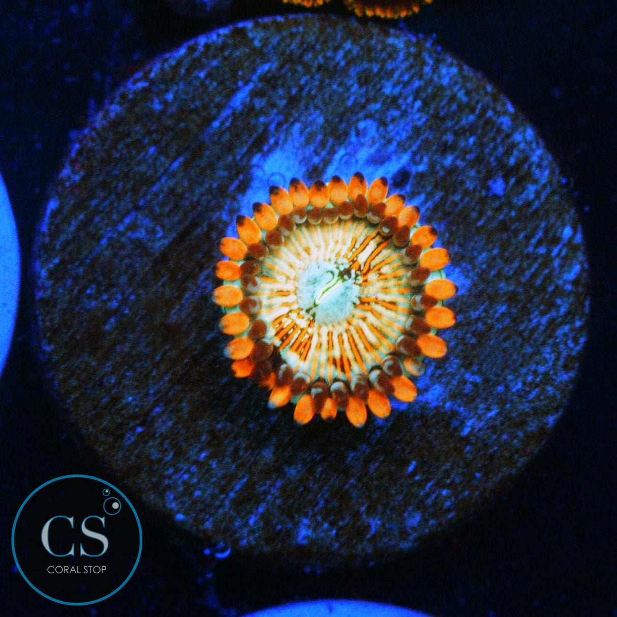 CB WHITE ZOMBIES ZOA