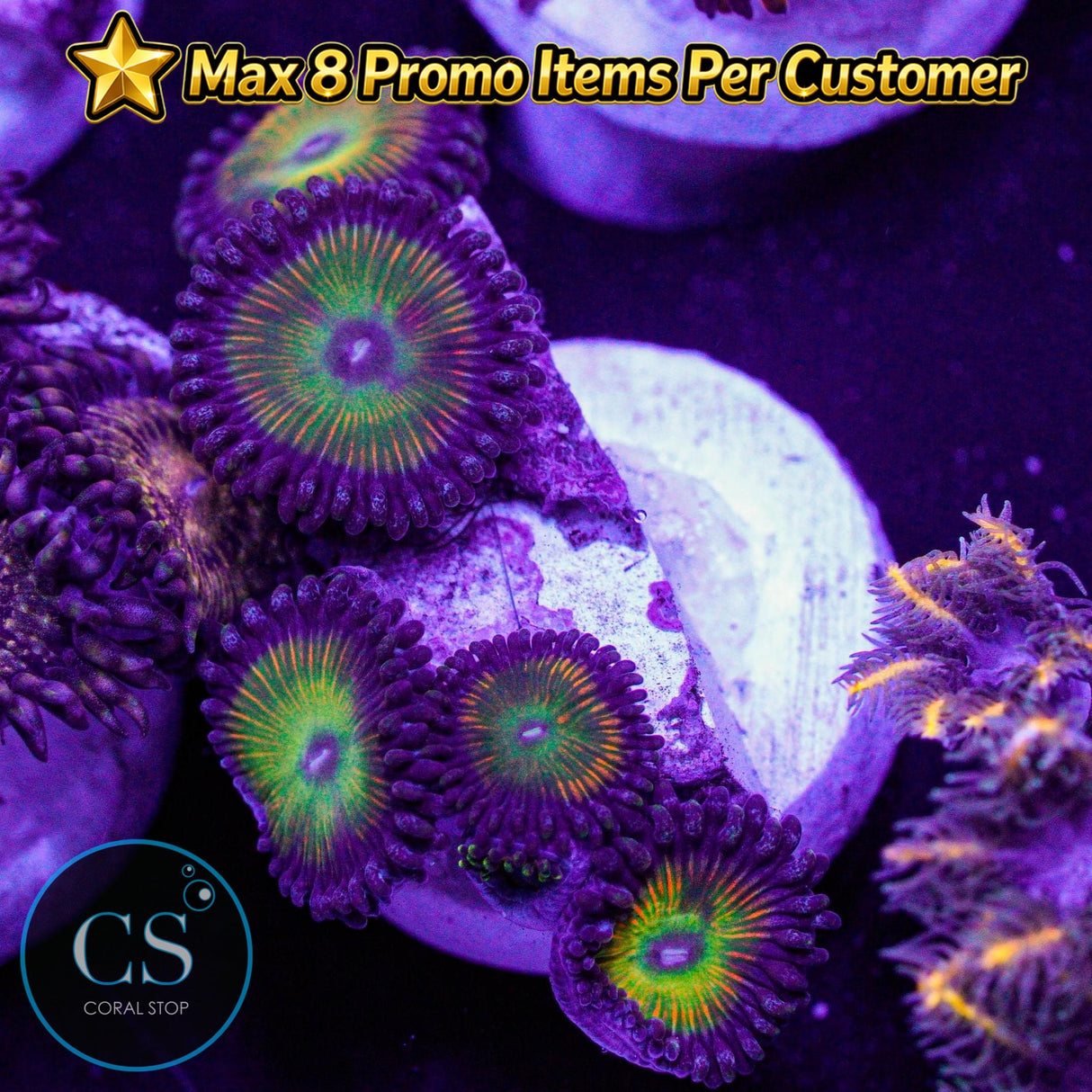 Raptor Rainbow Zoa