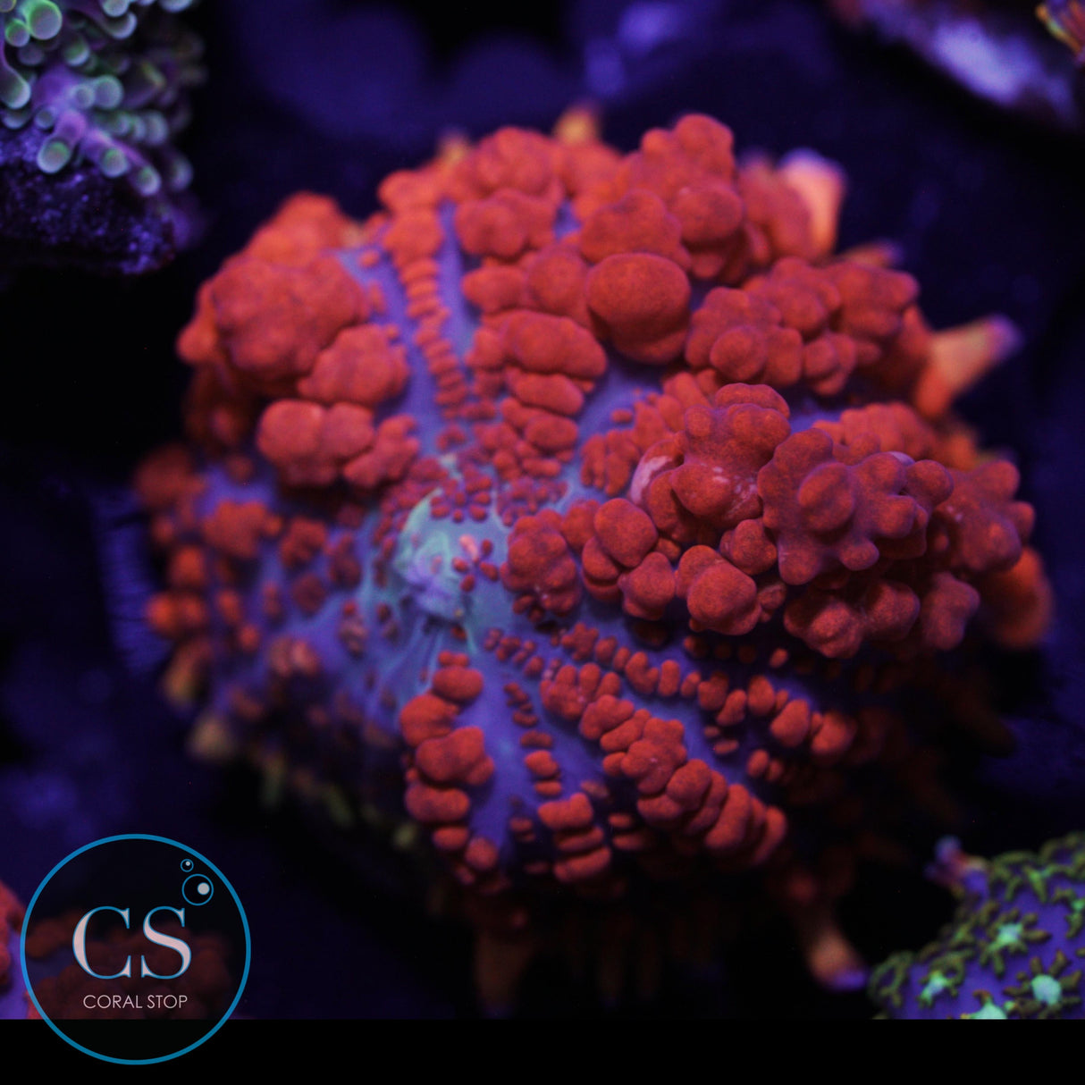 JF RAUNCHY RED BOUNCE MUSHROOM