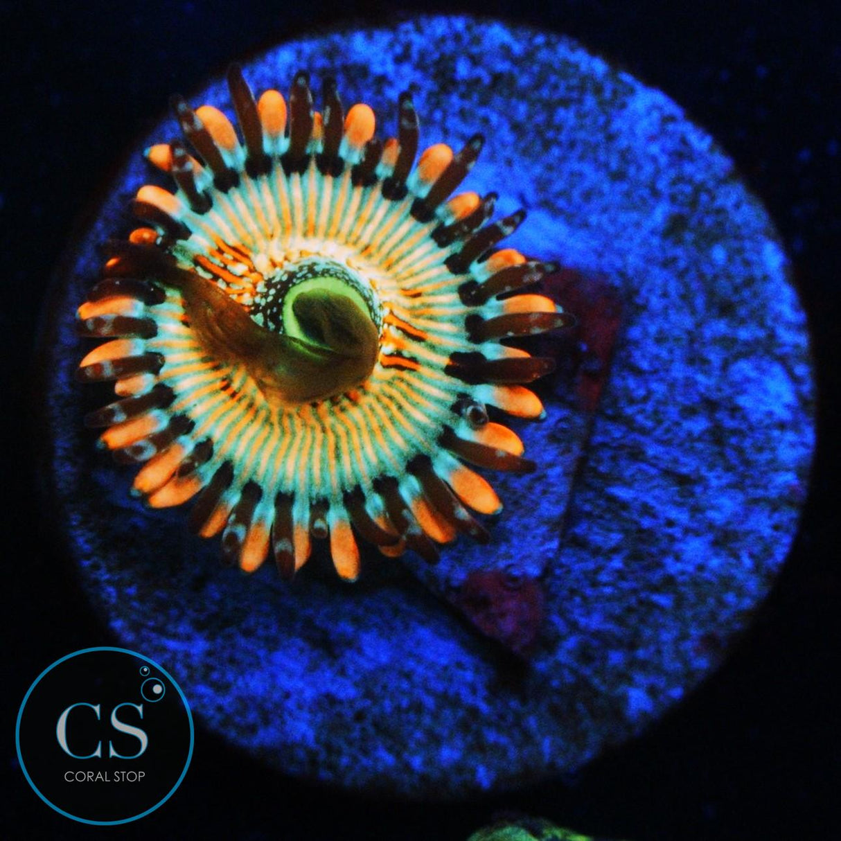 CB WHITE ZOMBIES ZOA