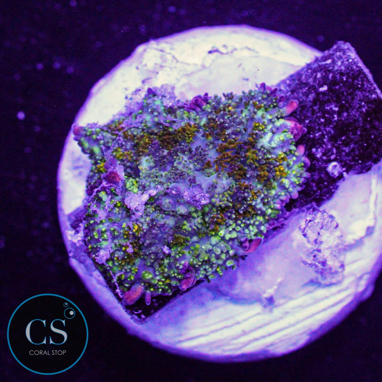 Gonzo Gold Dragon Bounce Mushroom