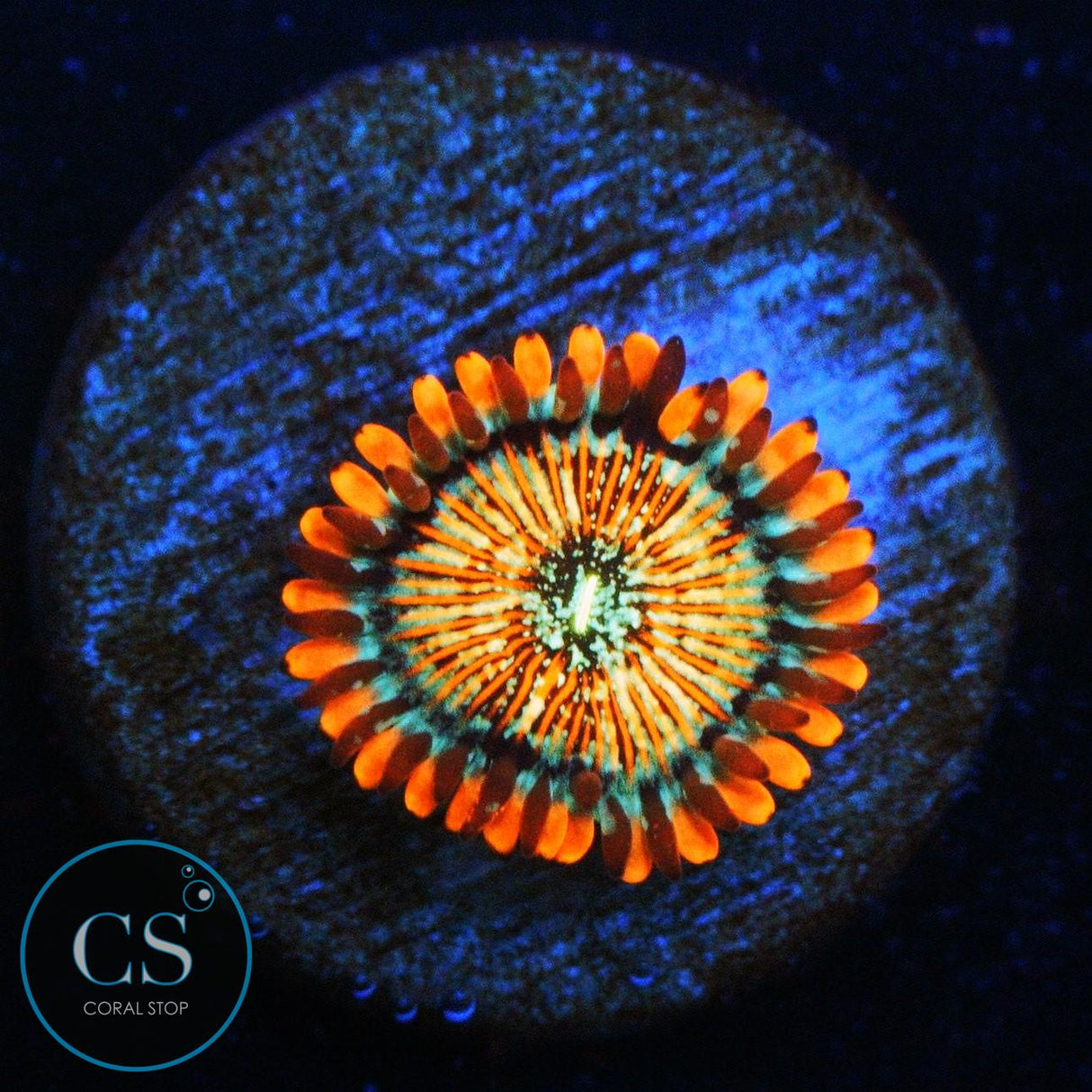 CB WHITE ZOMBIES ZOA