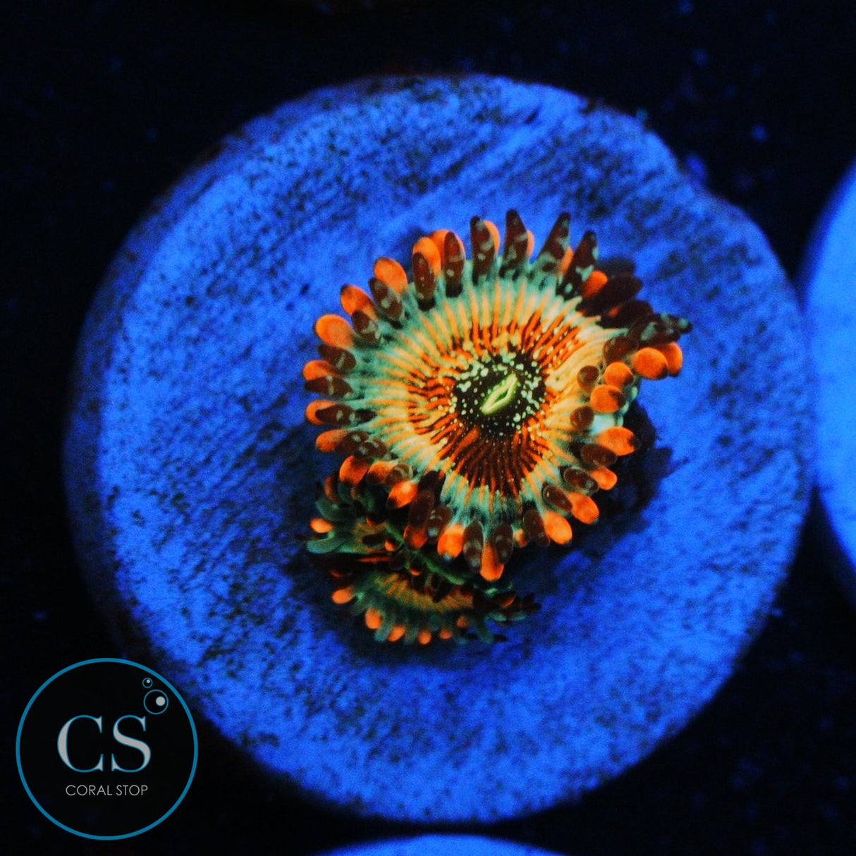 CB WHITE ZOMBIES ZOA