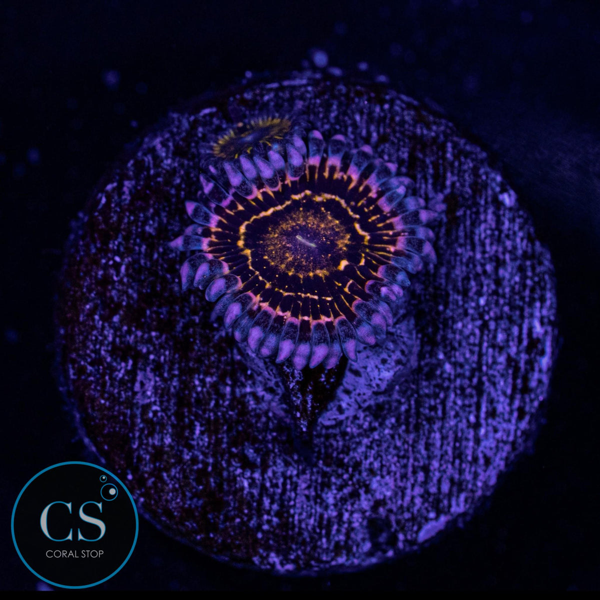 Stratosphere Zoa