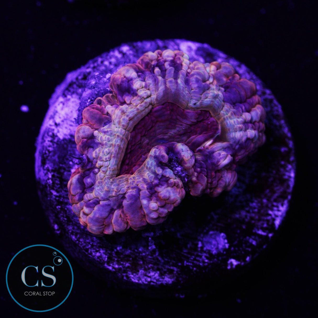 Sun Fire Blaze Asian Acan