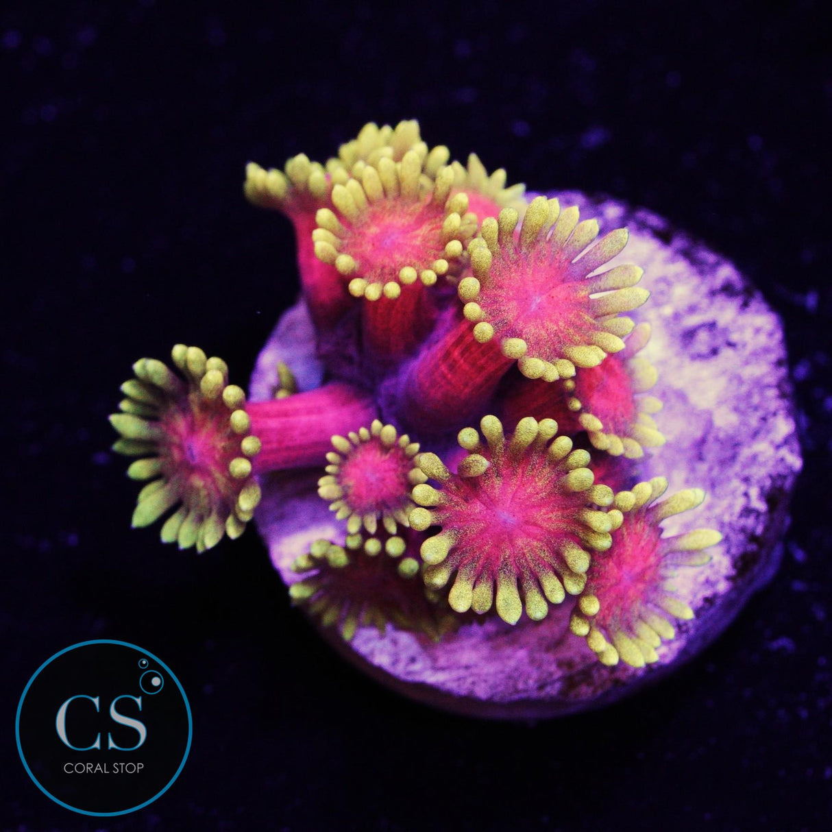 Big R Date Night Goniopora