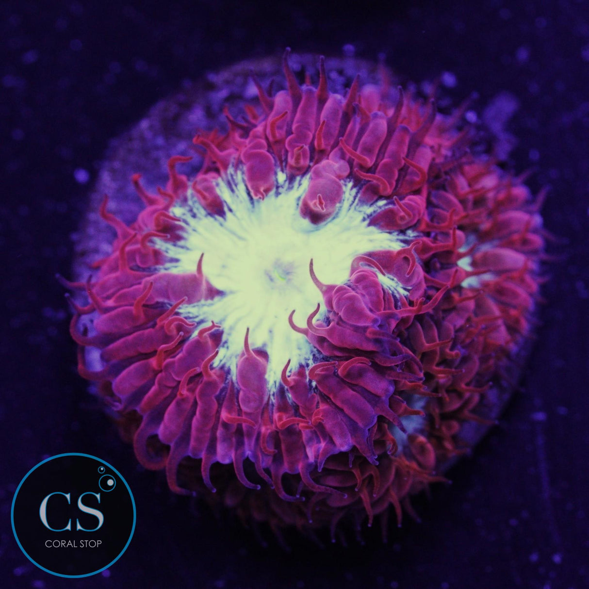 CC Fire And Ice Blastomussa Merletti