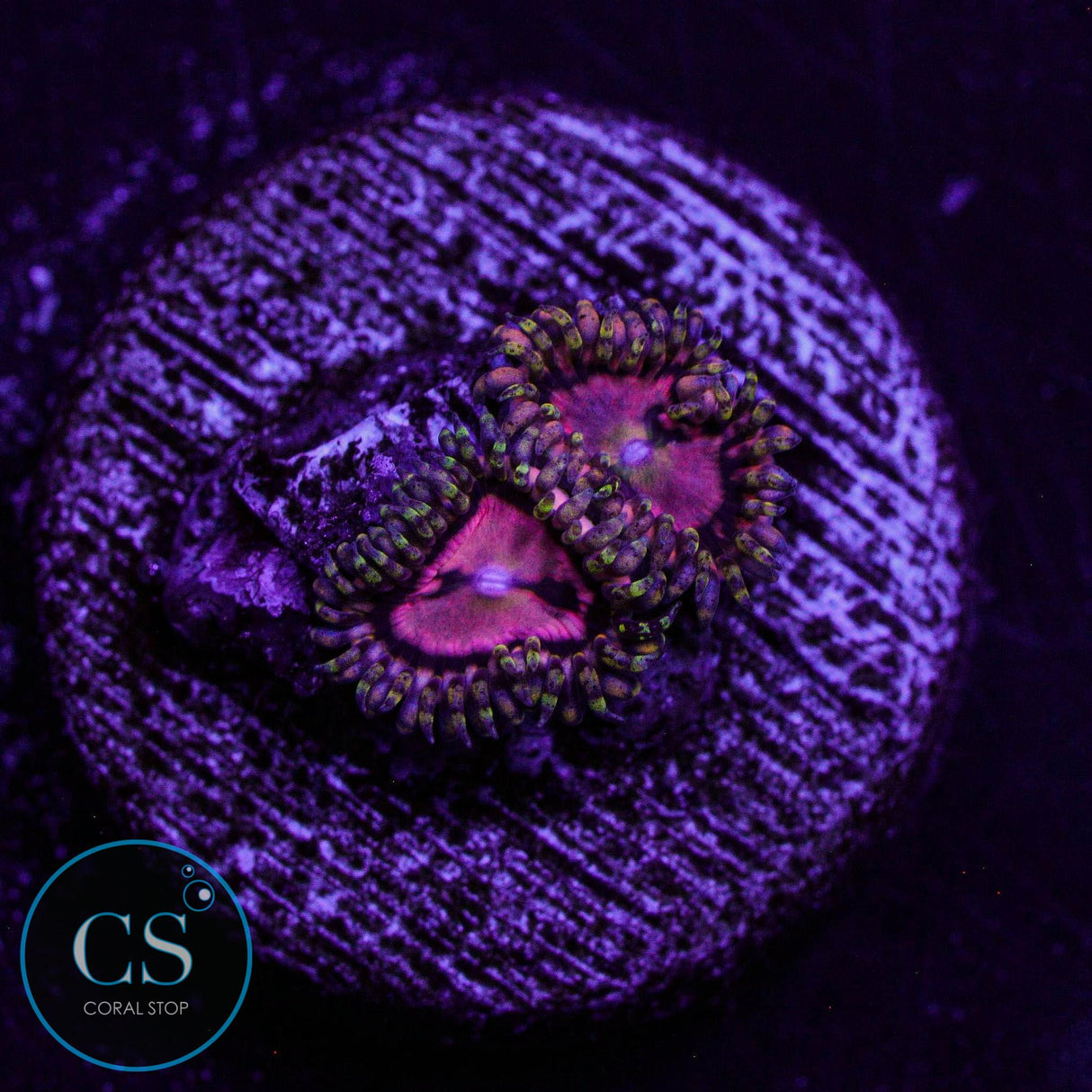 Big R Space Chaos Zoa