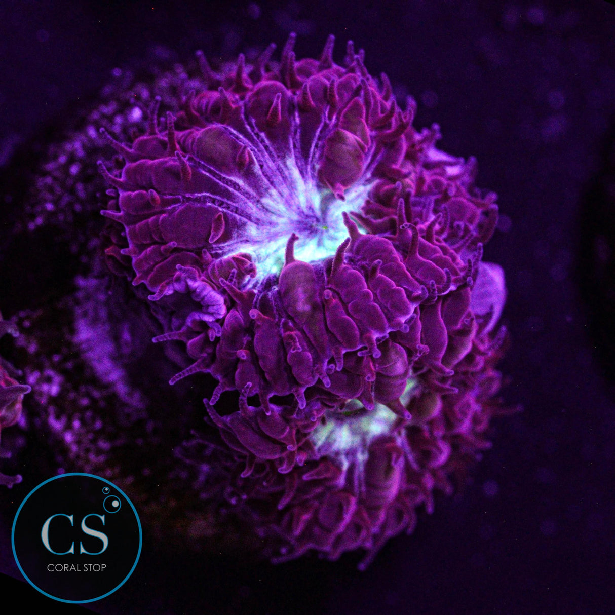 CS Midnight Ice Blastomussa Merletti