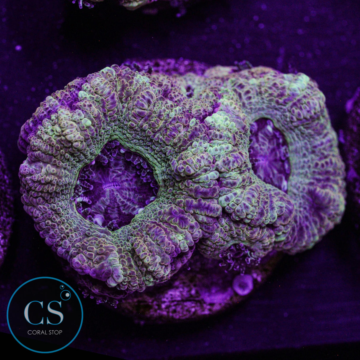 Electric Halo Asian Acan