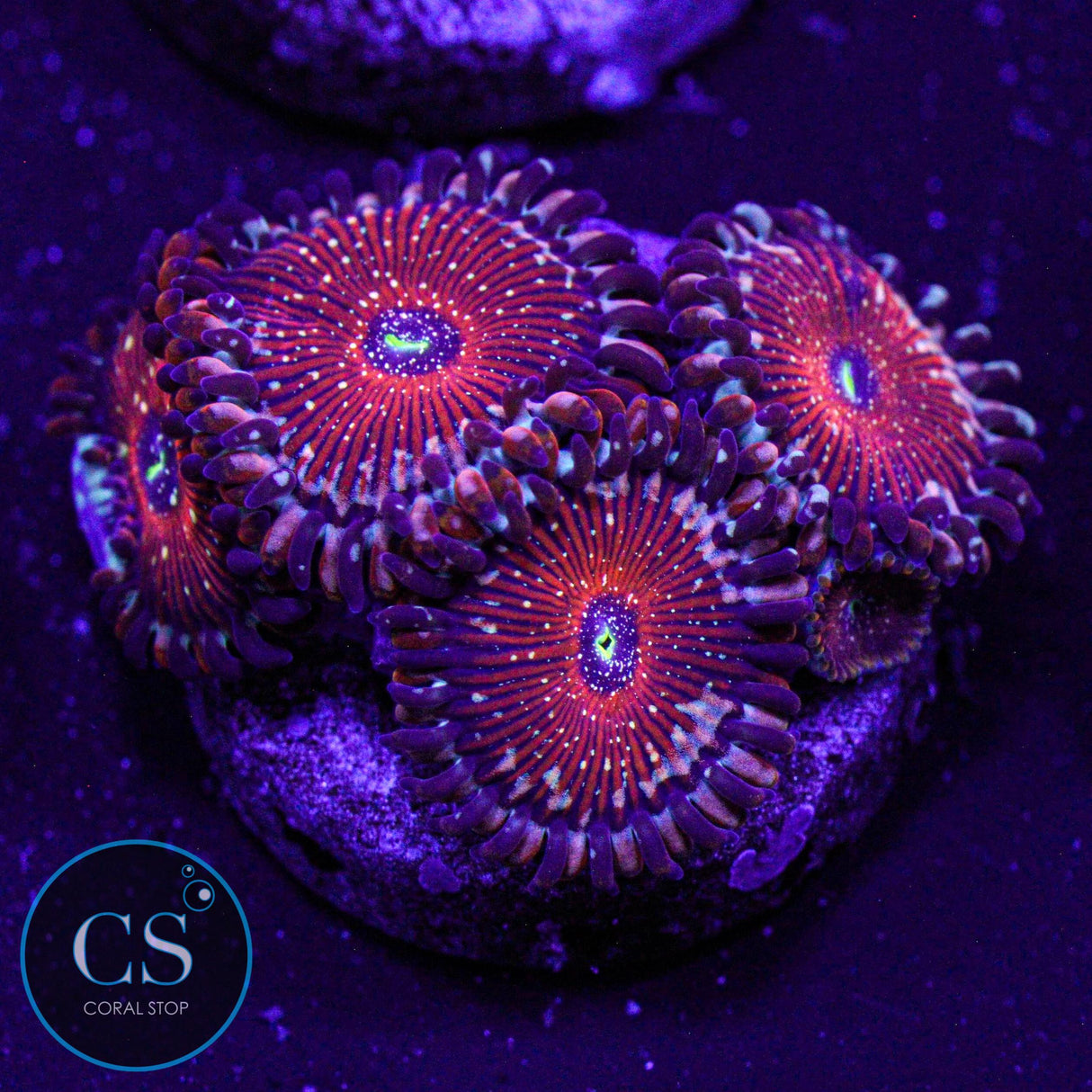 Salted Agave Zoa