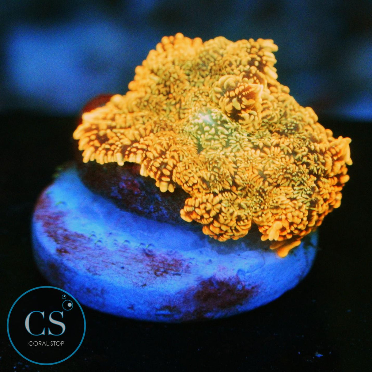CS FLAME FIELD MUSHROOM